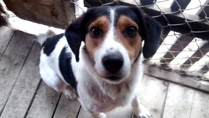 V Zázrivej sa stratili tieto psíky, nevideli ste ich?