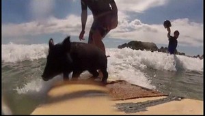 VIDEO. Hviezdou novozélandských pláží je toto surfujúce prasiatko