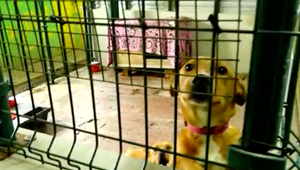 Mala záujem o zvieratko v útulku, no ten sa prestal ozývať. S rovnakou skúsenosťou sa podelili viacerí