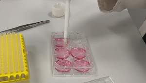 Stále veľa a zbytočne testujeme produkty na zvieratách. Európsky parlament chce podobné praktiky výrazne znížiť