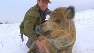 Toto je Viki. Diviak, ktorý počúva na slovo...