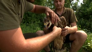 Elektrické vedenia spôsobujú čoraz väčšiu úmrtnosť vtákov. Ochranári im preto inštalujú špeciálne vysielačky