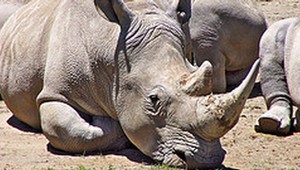 Nosorožcom napúšťajú rohy ružovou farbou. Chránia ich pred pytliakmi