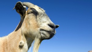 Logická hádanka. Ako prenesie dedinčan kozu, vlka a kapustu