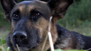 Sučku našli postrelenú. Ležala v blate a chladila si nohu