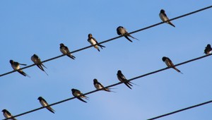 Horúčavy neutíchajú, no jeseň sa blíži. Niektoré lastovičky už odleteli
