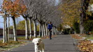 Psa zatvoril majiteľ do kúpeľne, zachránilo ho pustenie vody