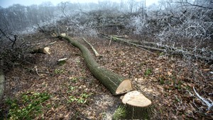 Nelegálny výrub zmenil les na púšť