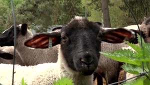 Z farmy zmizlo takmer 60 jahniat. Skôr ako korisť divej zveri skončili u zlodejov