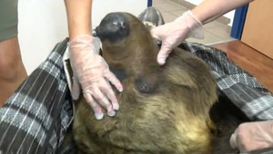 Zásielka z Ruska prekvapila žilinských colníkov. Neuveríte, čo všetko sa nachádzalo v balíku