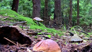 Hubárka v lese zapadla do bahniska. Našli ju na pol tela pochovanú