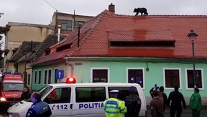 Medveď behal po strechách domov, zastrelili ho