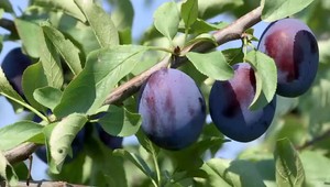 Bude Slovensko slivkovou veľmocou? Pribúda nielen sadov, ale aj konzumentov