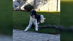 Je dôverčivý, prítulný a momentálne stratený. Pomôžte nájsť Kasima