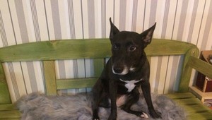 Stratila sa Lola. Pomôžte pri pátraní