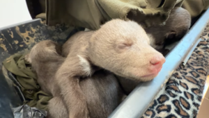 Jedno malé medvieďa z Liptova prehralo svoj boj o život. Zoo Bojnice pristúpila k eutanázii