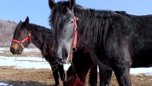 Z Poľska ušli kone, ktoré sa voľne pasú na východnom Slovensku