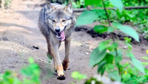 Návšteva zoo sa zmenila na horor: Na 8-ročného chlapca zaútočil vlk