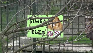 Levom a tigrom v ZOO, kde zomrel ošetrovateľ, hrozí usmrtenie