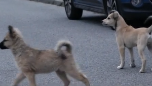 Malí chlpáči hľadajú milujúci domov. Ľudia ich bezcitne vyhodili z auta vedľa cesty