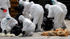 Prvý prípad vtáčej chrípky tejto zimy v Číne