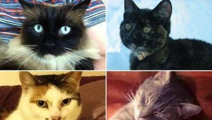 Croydonský zabijak mačiek. Na svedomí má až 400 zabitých miláčikov. Vraha hľadá aj Scotland Yard