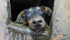 FOTOGALÉRIA: Hrôzostrašná chovná stanica. Zvieratá umierali v blate, bez jedla a vody