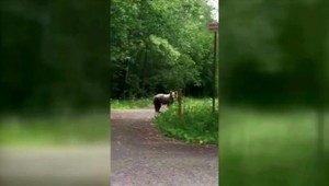 Nebezpečná rybačka. Medvedica spadla na rybára a zahryzla mu do stehna