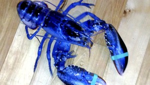 Homár šľachtic. Rybár vylovil z mora vzácneho kôrovca