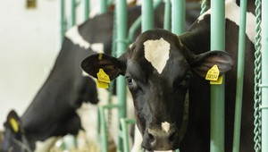 Reakcia farmy v Bake, kde sa potvrdila slintačka a krívačka. Škody sú obrovské, nebude to pekný pohľad