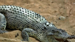 Na letisku zadržali 50 krokodílov