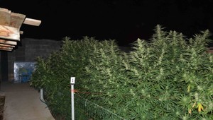 Polícia odhalila vášnivého záhradkára, 57-ročný muž pestoval konope