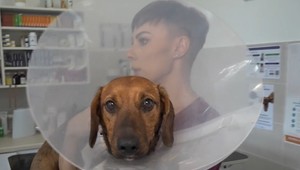 Túlavého psíka zrazilo auto. Reakcia starostu vás prekvapí