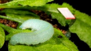 Zlá správa pre vegetariánov. Rastliny počujú a bránia sa