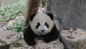 Pandémia koronavírusu ovplyvnila aj život pánd. Kanadská zoo ich musí vrátiť do Číny