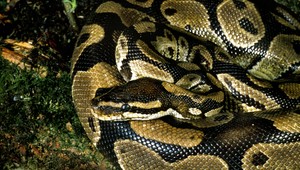 Zlodeji kradnú naozaj všetko. Zo ZOO zmizol pár pytónov kráľovských