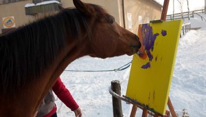 Je to možné? Táto kobylka má talent!