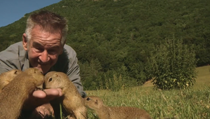 Modré žaby, sysle aj rysy: Britský dokumentarista Nigel Marven dokončil druhý film o Slovensku