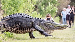 VIDEO: Obrovský aligátor skrížil cestu turistom