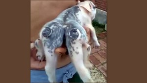 Prasiatko sa narodilo so šiestimi nohami a dvomi chvostami