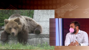 Europoslanec Wiezik: Strieľať medvede nie je riešenie, treba nastaviť podmienky tak, aby s nami dokázali koexistovať