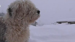 Psy dostali v Tatrách stopku. Čo teraz bude s Brunom?