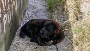 Sučku našiel okoloidúci v otrasných podmienkach. Prípadom sa zaoberá štátny orgán