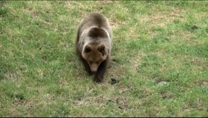 Myslel si, že sú na ceste diviaky. Miesto toho na auto zaútočila medvedica