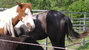 Len kúsok od detí. Medveď pobehoval pri ohrade s koňmi
