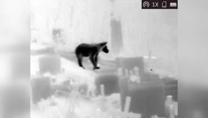 Ľudia majú strach vojsť do vlastných záhrad. Po okolí sa potuluje skupina medveďov