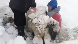 Snehová búrka otriasla severom krajiny. Pod snehom zostalo stádo oviec