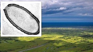 Máme sa báť? Vírusy staré tisícky rokov ožívajú