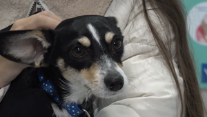 Psa postrelili počas prechádzky. Majitelia žiadajú prísnejšie pravidlá pre držanie vzduchovky