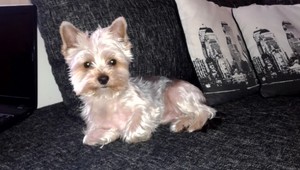 Dvaja psy sa pobili a obaja majitelia majú svoju pravdu